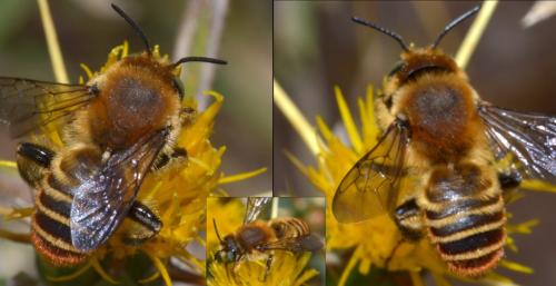 Lithurgus chrysurus