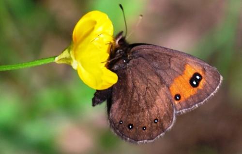 Erebia meolans
