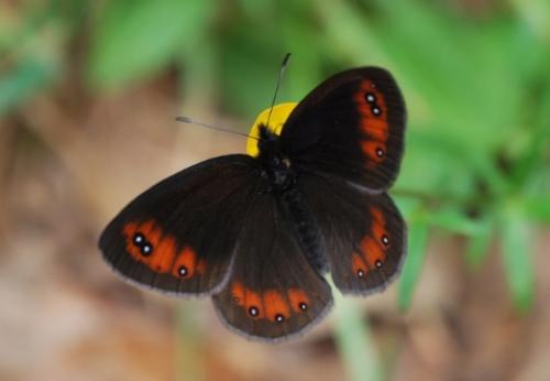 Erebia meolans
