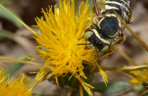 Réf. 133 047 : Anthidium diadema