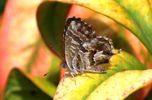 Cacyreus marshalli