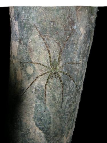 Réf. 133 894 : Pandercetes sp.