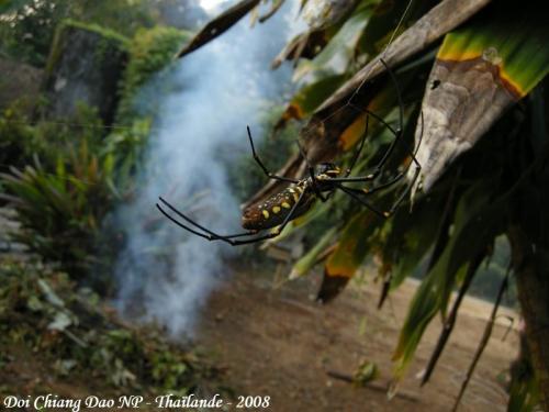 Nephila pilipes