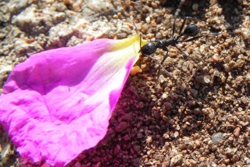 Réf. 133 429 : Aphaenogaster sp.