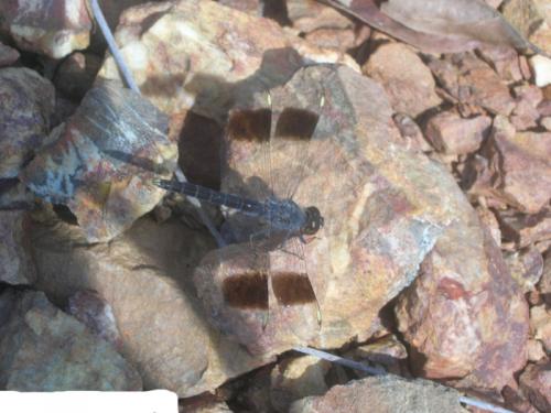 Brachythemis sp.