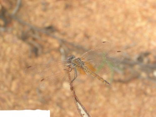 Trithemis annulata