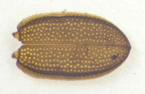 Dienerella ruficollis