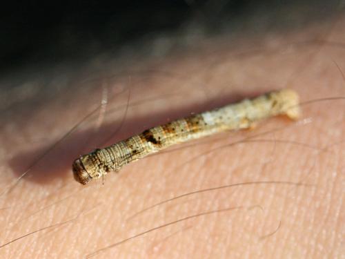 Réf. 133 419 : Ectropis crepuscularia