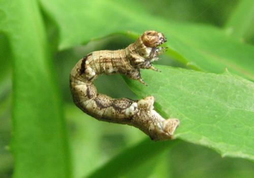 Ectropis crepuscularia