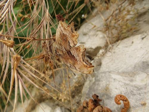 Polygonia egea