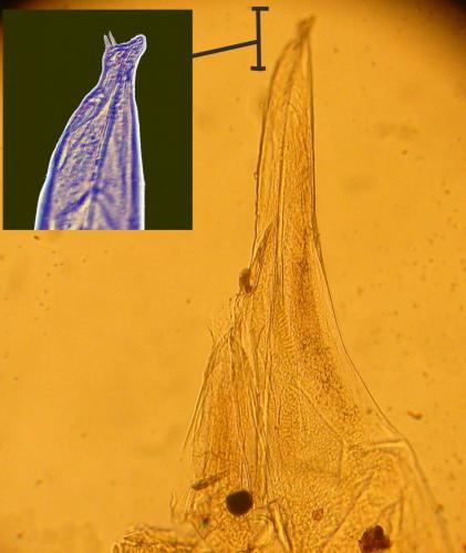 Balloniscus sp.