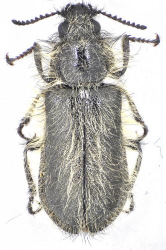 Réf. 133 302 : Enicopus pyrenaeus