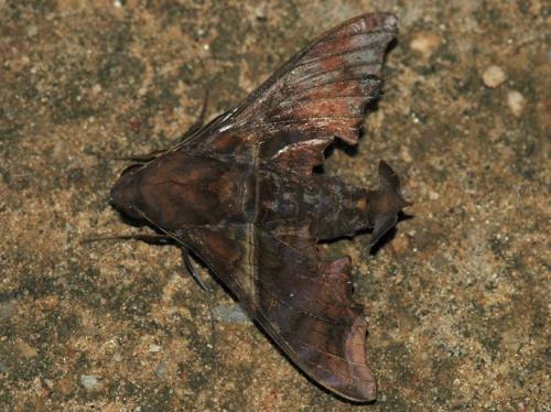 Réf. 133 021 : Enyo lugubris