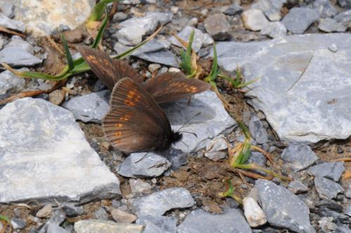Réf. 133 340 : Erebia alberganus