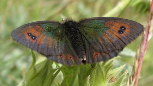 Réf. 133 985 : Erebia cassioides
