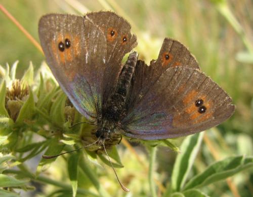 Réf. 133 986 : Erebia cassioides