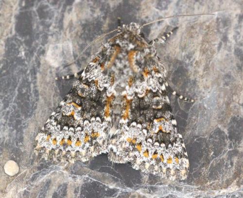 Réf. 133 130 : Hecatera dysodea