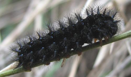 Réf. 133 810 : Euphydryas aurinia