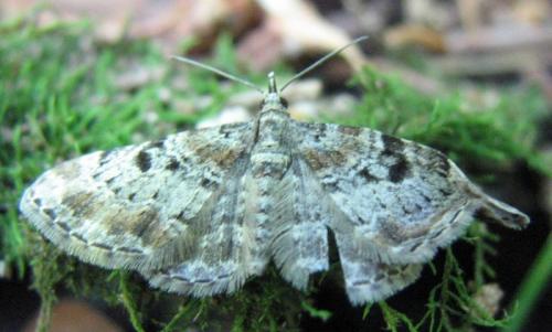 Eupithecia analoga