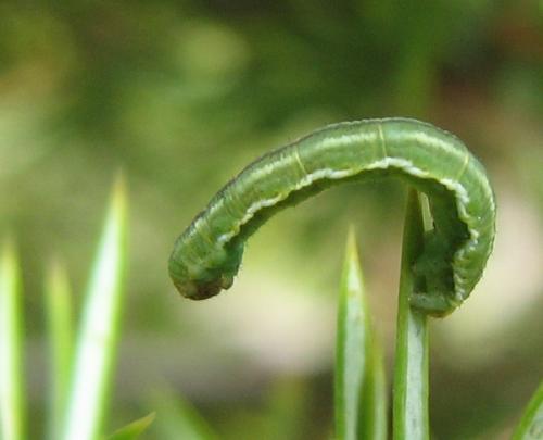 Eupithecia sp.