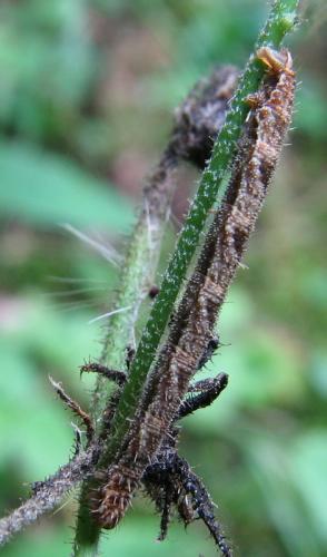 Réf. 133 786 : Eupithecia subfuscata