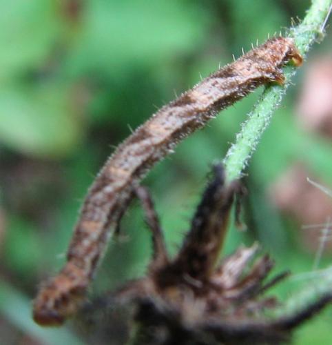 Réf. 133 787 : Eupithecia subfuscata
