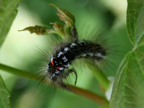 Euproctis similis