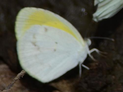 Réf. 133 215 : Eurema elathea