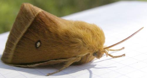 Lasiocampa quercus