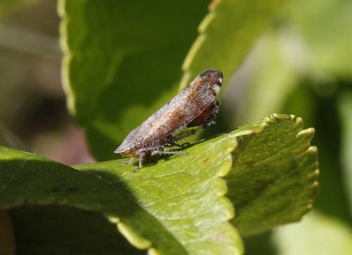 Fieberiella florii