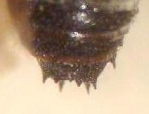 Coelioxys sp.