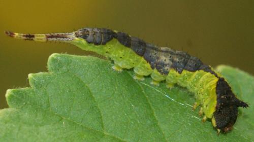Furcula furcula