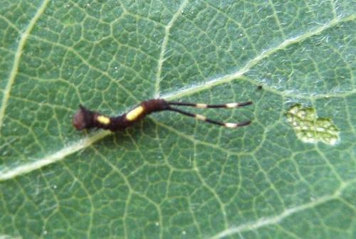 Furcula sp.