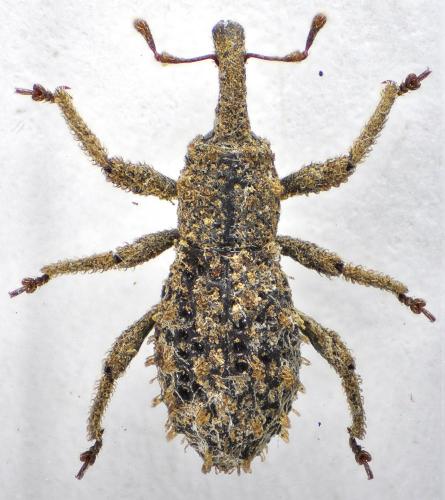 Réf. 133 210 : Geobyrsa trossula