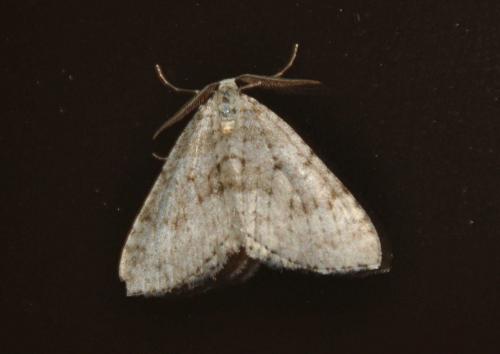 Réf. 133 313 : Colostygia multistrigaria