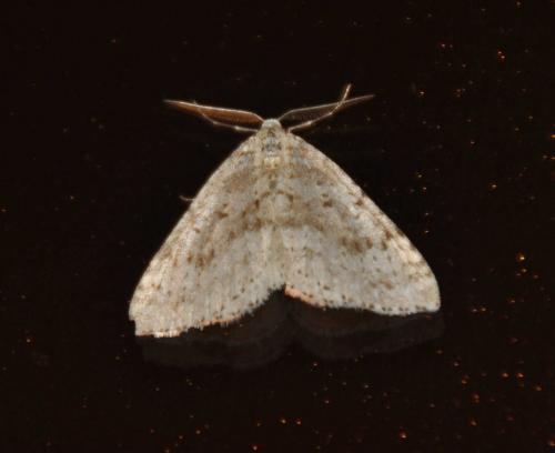 Réf. 133 314 : Colostygia multistrigaria