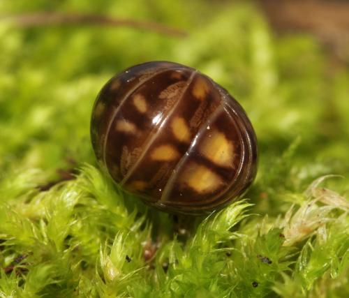 Glomeris sp.