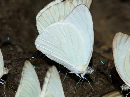 Glutophrissa drusilla