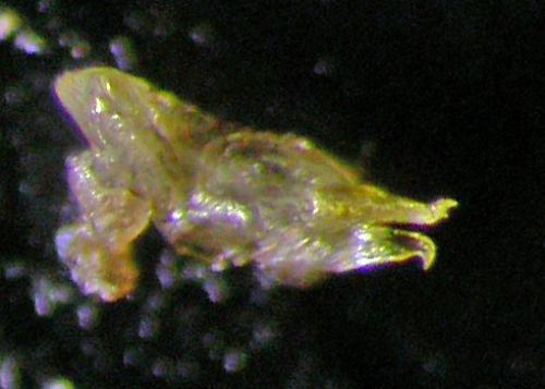 Cylindroiulus punctatus