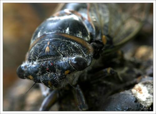 Lyristes plebejus