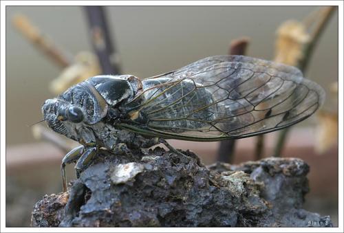 Lyristes plebejus