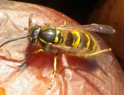 Vespula germanica