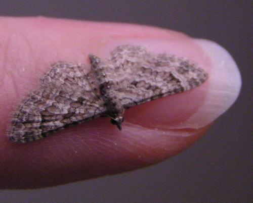 Réf. 133 992 : Gymnoscelis rufifasciata