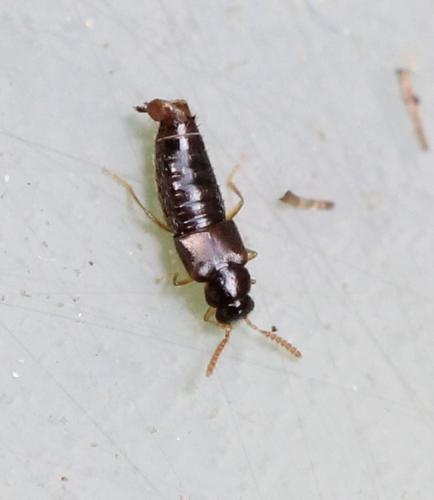 Gyrophaena sp.