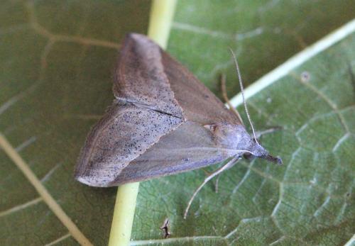 Réf. 133 890 : Hypena lividalis