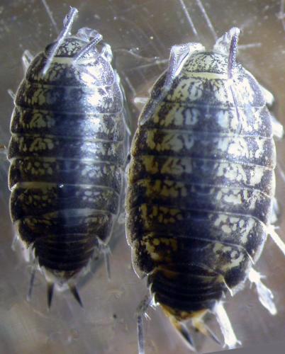 Balloniscus sp.