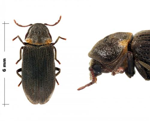 Hadrobregmus pertinax