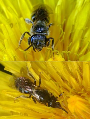 Réf. 133 677 : Lasioglossum sp.