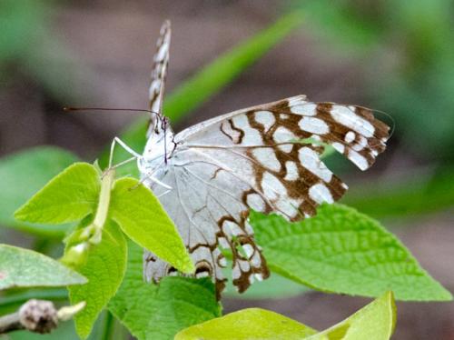 Hamadryas februa