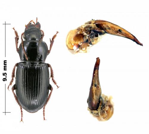 Harpalus sp.